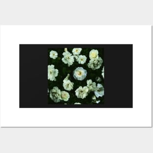 Cool White Roses Posters and Art